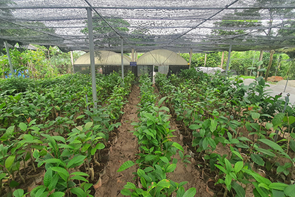 CÔNG TY CỔ PHẦN NÔNG DƯỢC TAM ĐẢO